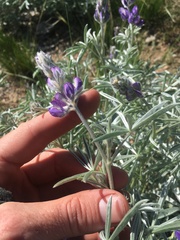 Lupinus argenteus montigenus