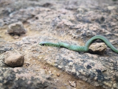 Amplorhinus multimaculatus