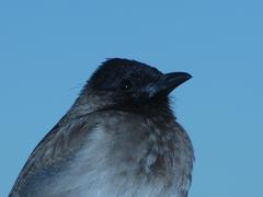 Pycnonotus barbatus layardi