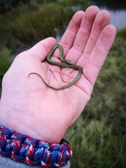 Amplorhinus multimaculatus