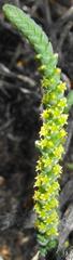 Crassula muscosa muscosa