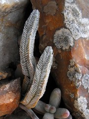 Crassula muscosa muscosa