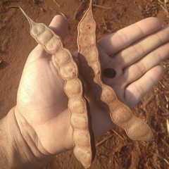 Anadenanthera peregrina