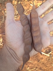 Anadenanthera peregrina