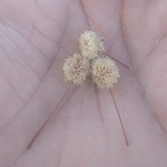 Anadenanthera peregrina