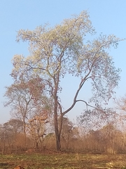 Anadenanthera peregrina