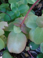 Crassula multicava multicava