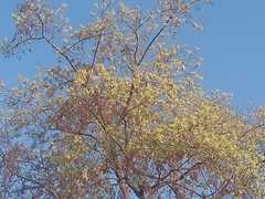 Anadenanthera peregrina