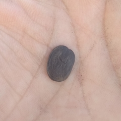 Anadenanthera peregrina