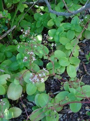 Crassula multicava multicava
