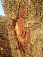 Anadenanthera peregrina