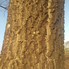 Anadenanthera peregrina