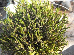 Crassula muscosa obtusifolia