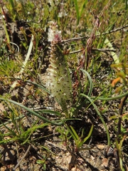 Lachenalia contaminata