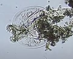 Testudinella