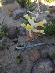 Lachenalia trichophylla