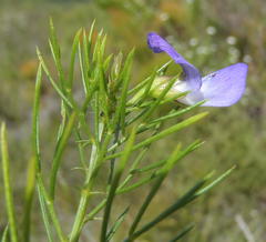 Psoralea laevigata