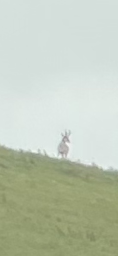 Pronghorn photographed in Kansas