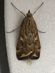 Loxostege sticticalis