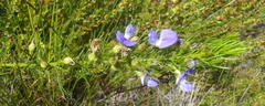 Psoralea laevigata