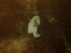 Ancula gibbosa