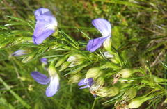 Psoralea laevigata