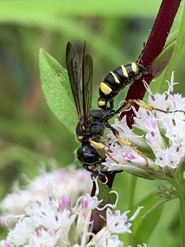 Cerceris halone photo 4