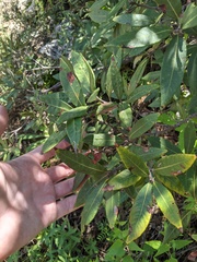 Quercus hypoleucoides