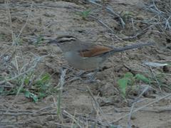 Tchagra australis