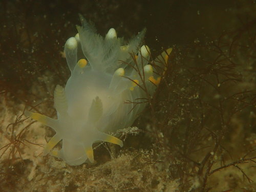 Humped Ancula Sea Slug