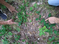 Desmodium × humifusum