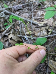 Desmodium × humifusum