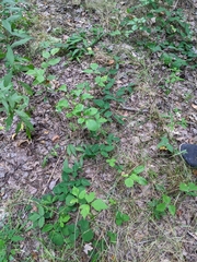 Desmodium × humifusum