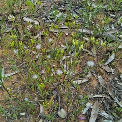 Senecio glossanthus