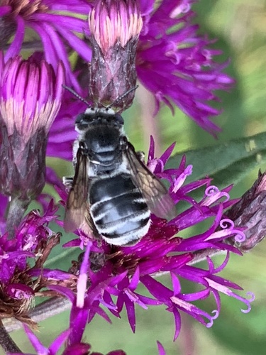 Denticulate Long-horned Bee