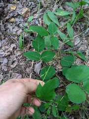 Desmodium × humifusum