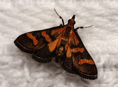 Metallarcha diplochrysa