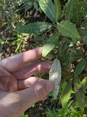 Quercus hypoleucoides
