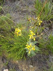 Senecio crenatus