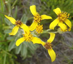 Senecio crenatus