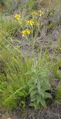 Senecio crenatus