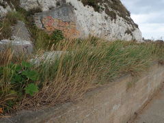 Elymus athericus
