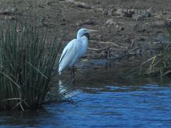 Ardea alba melanorhynchos