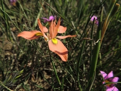 Moraea papilionacea