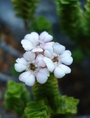 Euchaetis meridionalis
