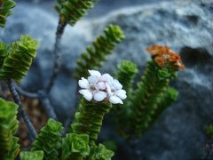 Euchaetis meridionalis