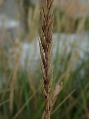 Elymus athericus