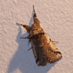 Tearosoma aspersum