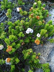 Euchaetis meridionalis