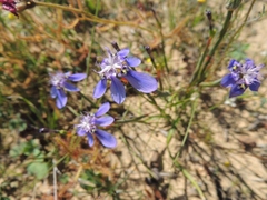 Moraea lugubris
